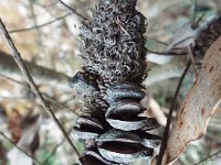 Banksia ericifolia cone in the gardens at the Bear-s Den, Denmark